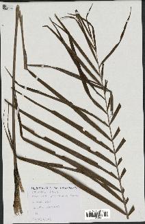 spécimen de Dypsis sp.