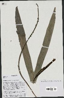 spécimen de Dypsis sp.