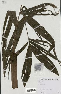 spécimen de Dypsis sp.