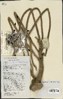 spécimen de Dypsis bejofo
