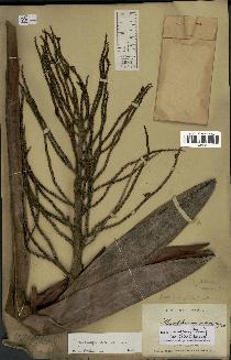 spécimen de Dypsis arenarum