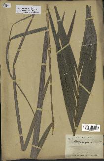 spécimen de Dypsis arenarum