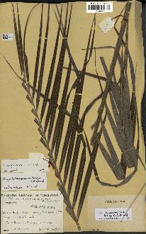 spécimen de Dypsis arenarum