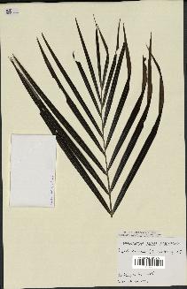 spécimen de Dypsis arenarum