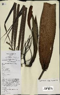 spécimen de Dypsis arenarum