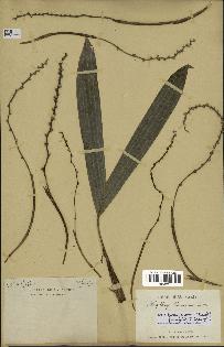 spécimen de Dypsis bernierana