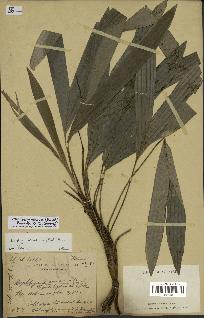 spécimen de Dypsis bernierana