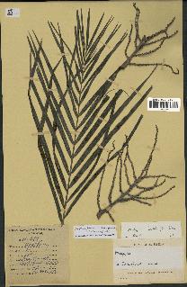 spécimen de Dypsis baronii