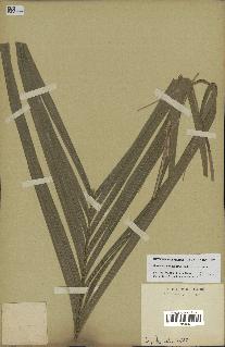 spécimen de Geonoma brevispatha