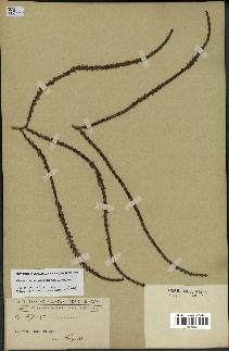 spécimen de Geonoma brevispatha