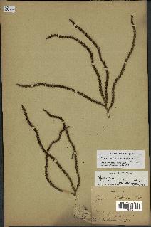 spécimen de Geonoma brevispatha