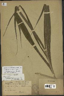 spécimen de Geonoma brevispatha
