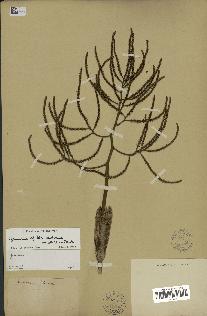 spécimen de Geonoma blanchetiana