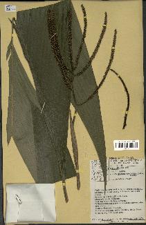 spécimen de Geonoma baculifera
