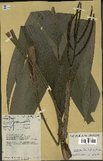 spécimen de Geonoma baculifera