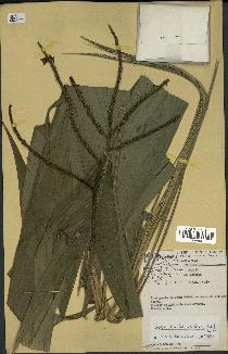spécimen de Geonoma baculifera