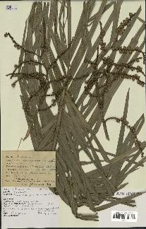 spécimen de Calamus viminalis