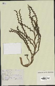 spécimen de Calamus sp.
