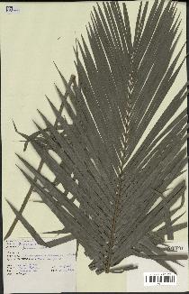 spécimen de Daemonorops sp.