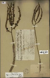 spécimen de Geonoma baculifera