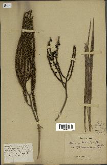 spécimen de Geonoma baculifera