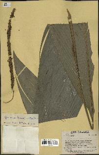 spécimen de Geonoma baculifera