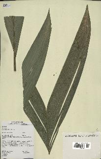 spécimen de Geonoma baculifera