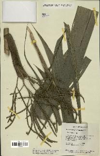 spécimen de Geonoma baculifera