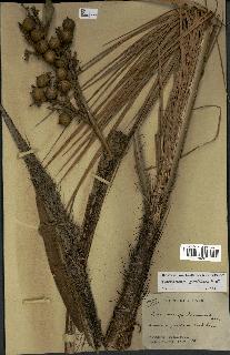 spécimen de Daemonorops jenkinsiana