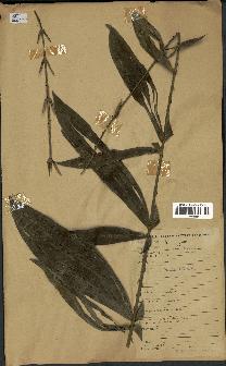 spécimen de Laccosperma sp.