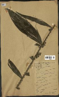 spécimen de Laccosperma sp.