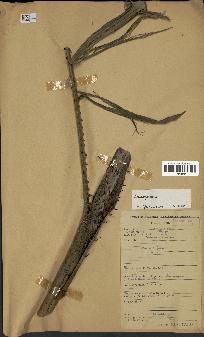 spécimen de Laccosperma sp.