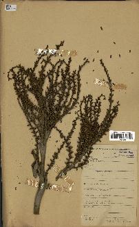 spécimen de Laccosperma sp.