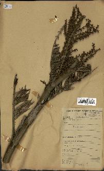 spécimen de Laccosperma sp.