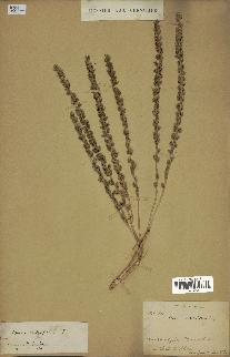 spécimen de Phoenix dactylifera