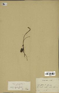 spécimen de Phoenix dactylifera