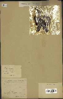 spécimen de Phoenix dactylifera