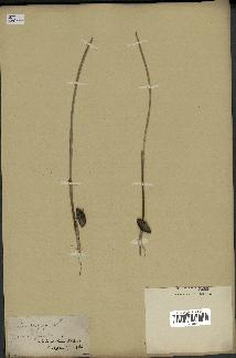 spécimen de Phoenix dactylifera