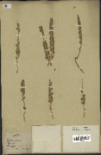 spécimen de Phoenix dactylifera
