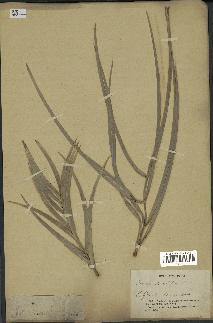 spécimen de Phoenix dactylifera
