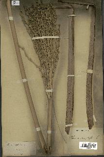 spécimen de Phoenix dactylifera