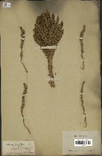 spécimen de Phoenix dactylifera
