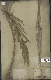spécimen de Phoenix dactylifera