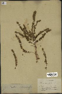 spécimen de Phoenix dactylifera