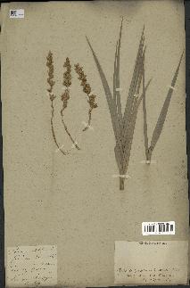 spécimen de Phoenix dactylifera