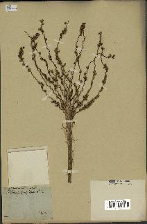 spécimen de Phoenix dactylifera