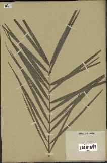 spécimen de Phoenix dactylifera