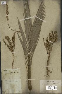 spécimen de Phoenix dactylifera