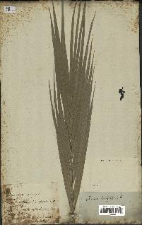 spécimen de Phoenix dactylifera
