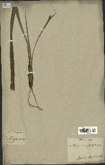 spécimen de Phoenix dactylifera